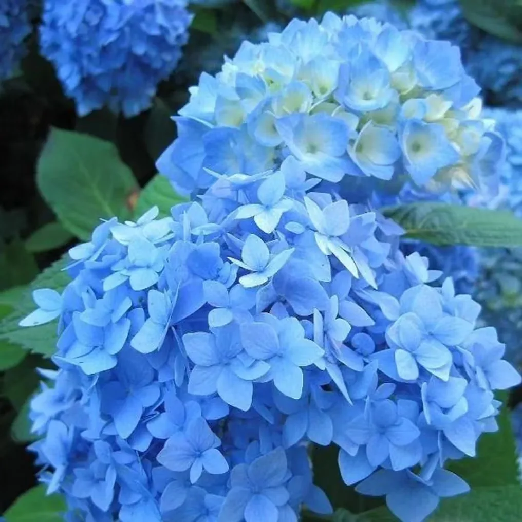 Blauwe hortensia's in volle bloei