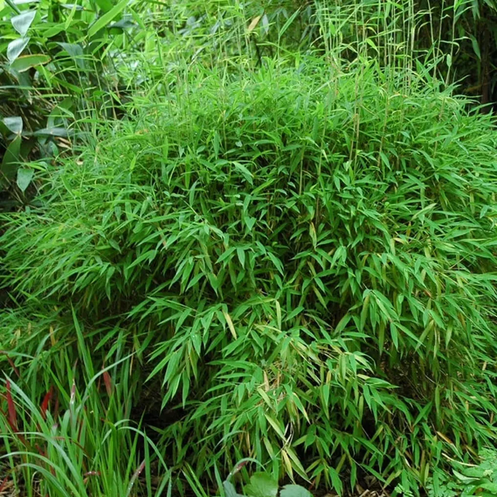 Bosje groen siergras in de border