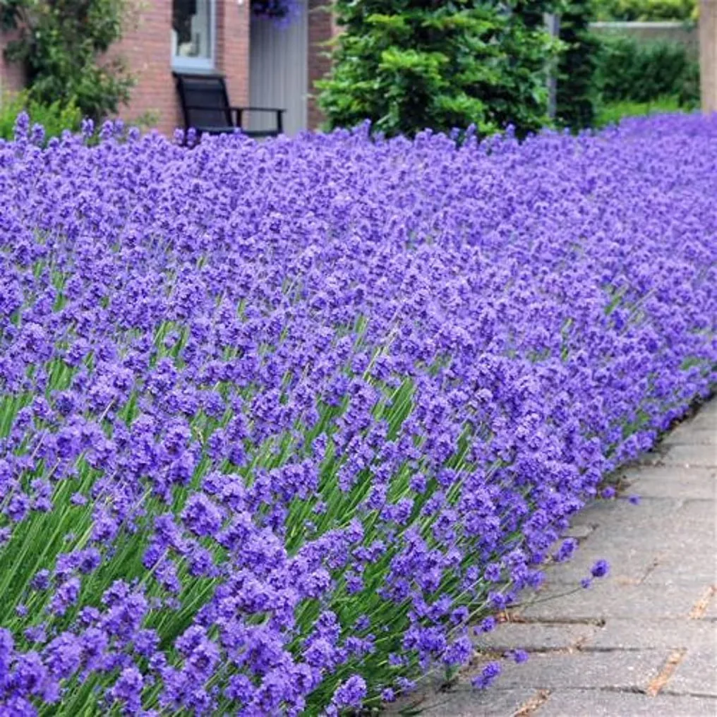 Bloeiende lavendel langs een klinkerpad