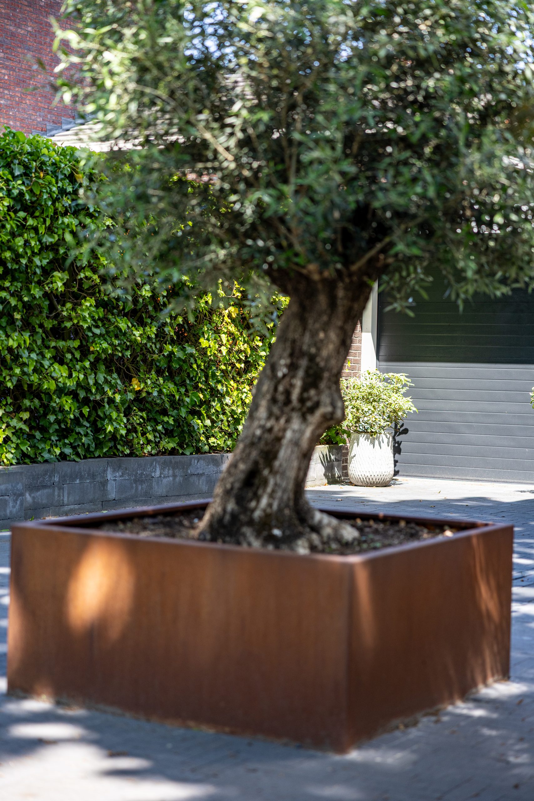 Cortenstaal plantenbak met olijfboom bij een klimopmuur