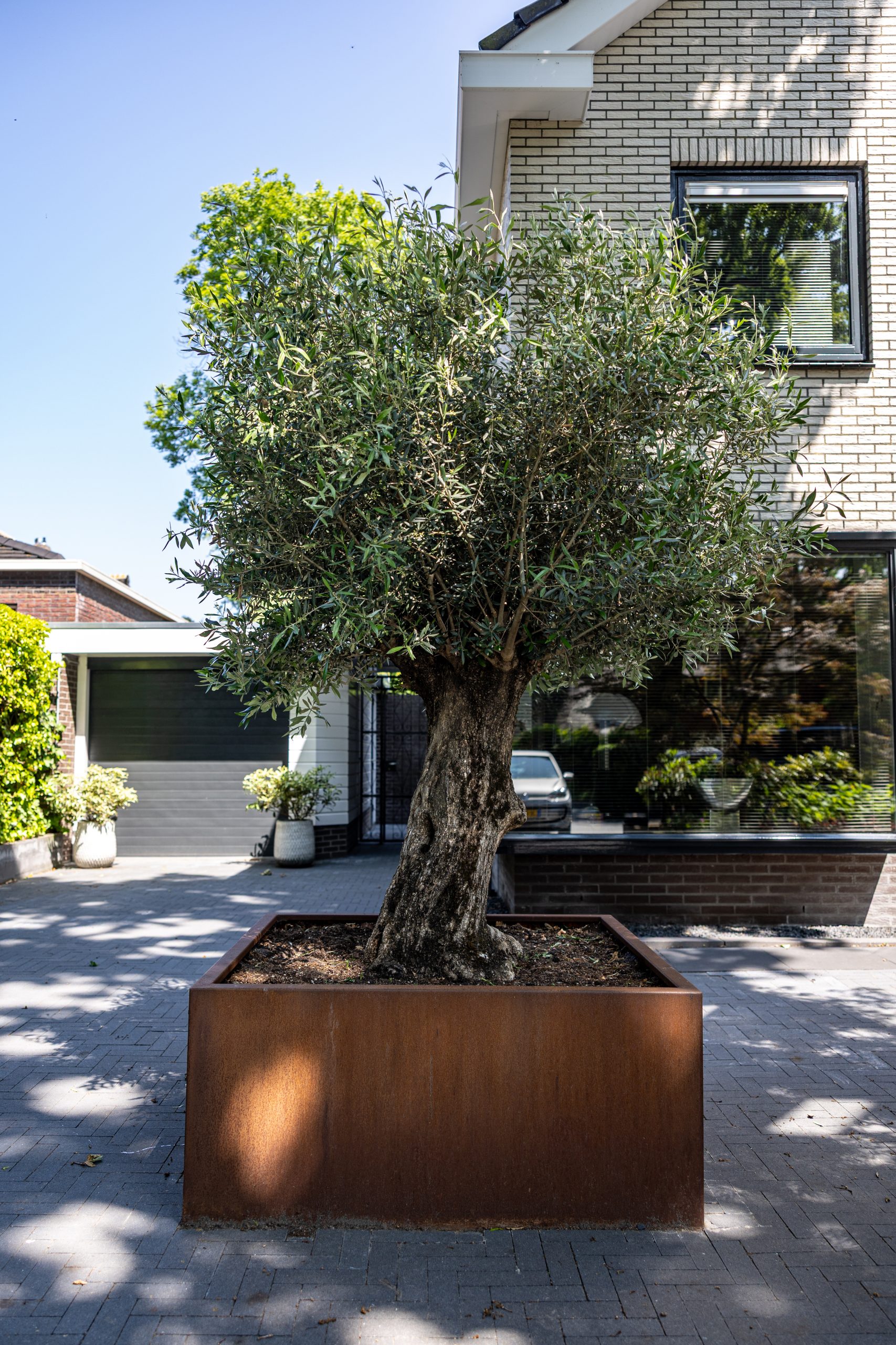 Plantenbak van Staallokaal met olijfboom in de voortuin