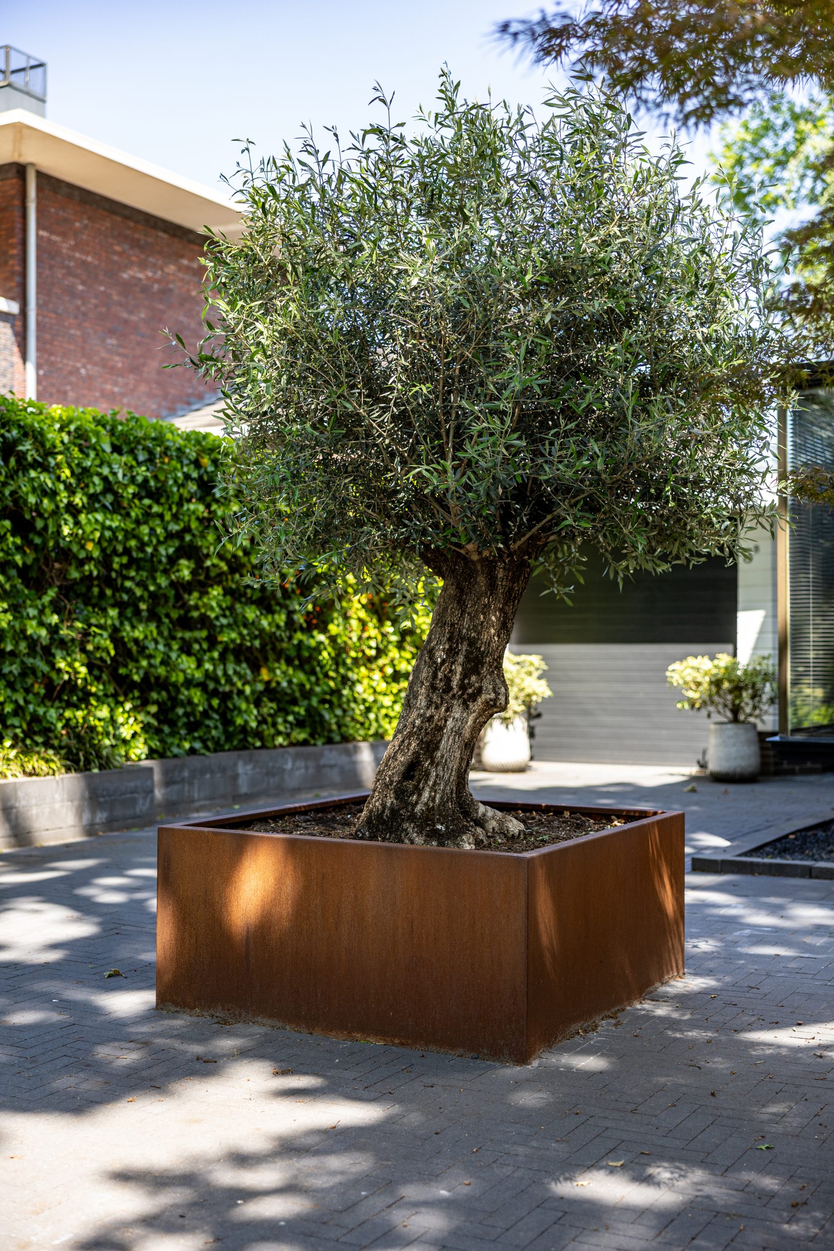 Grote cortenstaal plantenbak op maat met olijfboom op een plein