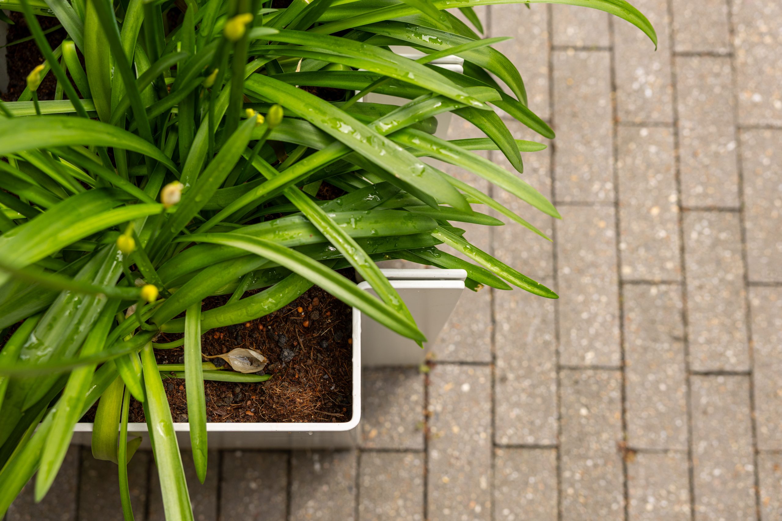 Witte stalen plantenbak met agapanthus op bestrating