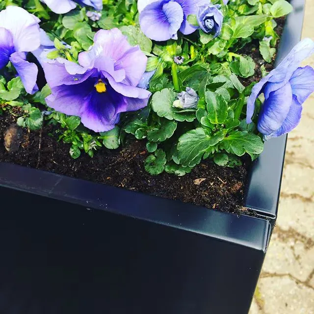 Blauwe viooltjes in een zwarte stalen plantenbak